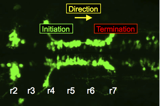 In the zebrafish hindbrain, FBM neurons migrate caudally from rhombomere 4 into rhombomeres 6 and 7.