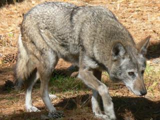 The report concludes that the Red wolf, Canis rufus (pictured) is a distinct species, and the Mexican gray wolf is a valid subspecies.