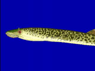 Drawing of the lamprey, Petromyzon marinus (Courtesy of FishBase.)
