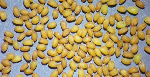 Arabidopsis thaliana seeds