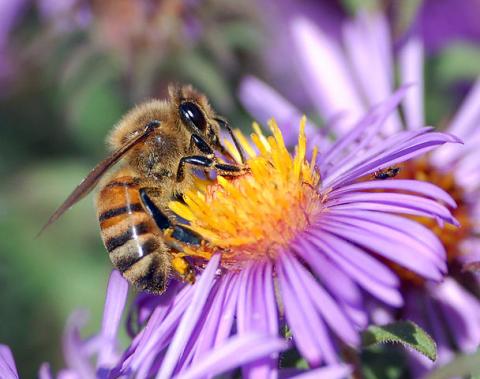 honeybee extracts nectar from flower