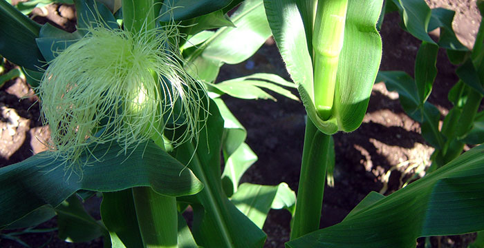 image shows a normal corn plant with an ear (on left) and a barren stalk plant with no ear (right)