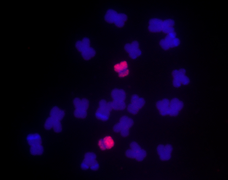 metaphase spread chromosomes from maize line KYS root tip cells hybridized with the chromosome 10 specific paint probe.