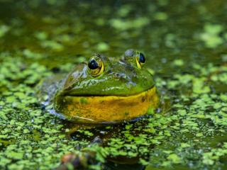 A bullfrog pokes its head out of the water. 