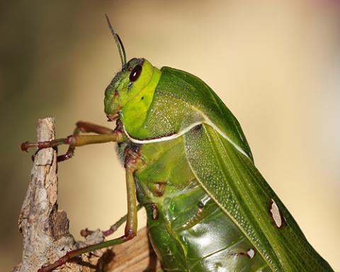 close-up of a grasshopper