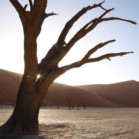 image of dead tree in a desert