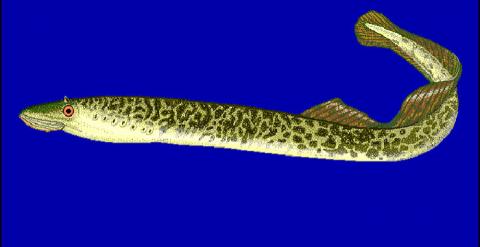 Drawing of the lamprey, Petromyzon marinus (Courtesy of FishBase.)