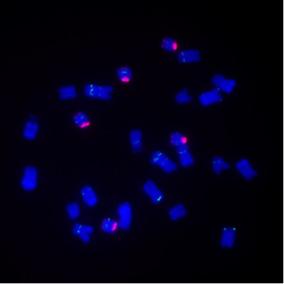 Microscope image of the maize B chromosome (red signal)