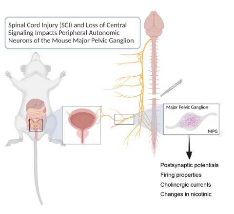 Image is a drawing showing the location of the major pelvic ganglion below the laminectomy site in the mouse. It also lists the four properties of the major pelvic ganglion measured; namely, the post-synaptic potential, firing property, cholinergic current, change in nicotinic 