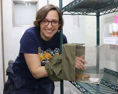 Dr. Libby King with her hand in a cage of fruit flies