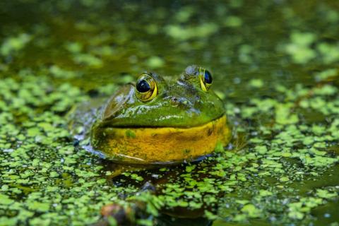 A bullfrog pokes its head out of the water. 