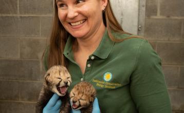 Adrienne E. Crosier with cheetah cubs